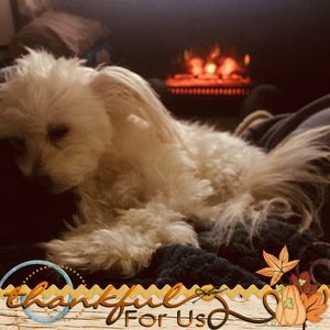 Meet your Posher, Sylvia